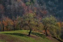 Istvan Virag, Landscapes